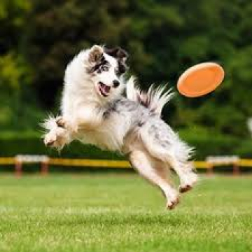 FRISBEE